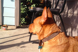 Michele's dog Red